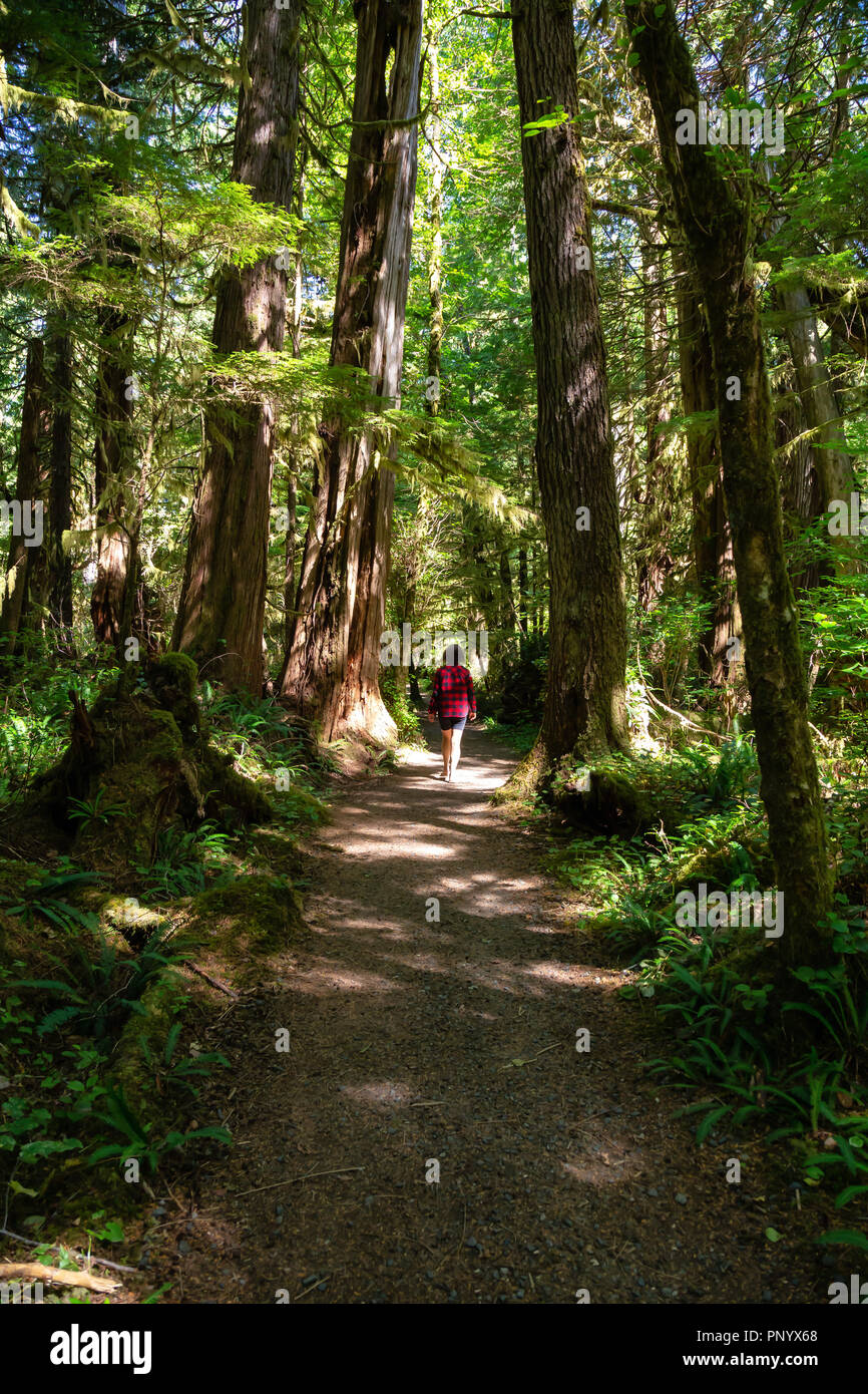 Beautiful path in the woods. Taken in Cape Scott Provincial Park