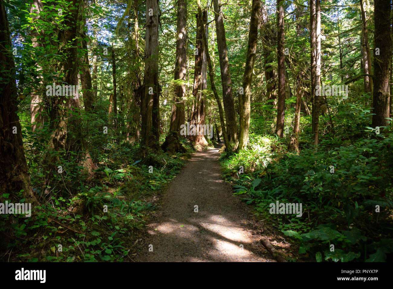 Beautiful path in the woods. Taken in Cape Scott Provincial Park