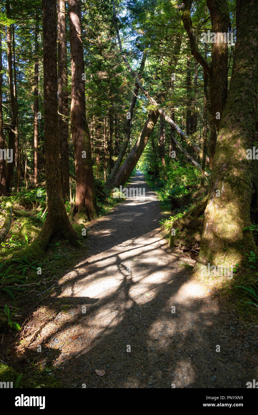 Beautiful path in the woods. Taken in Cape Scott Provincial Park