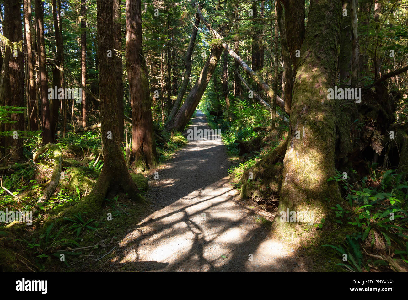 Beautiful path in the woods. Taken in Cape Scott Provincial Park