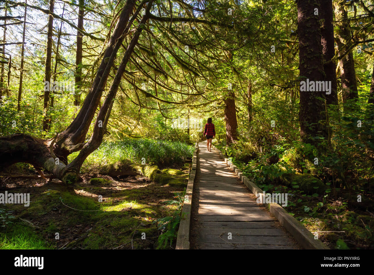 Beautiful path in the woods. Taken in Cape Scott Provincial Park
