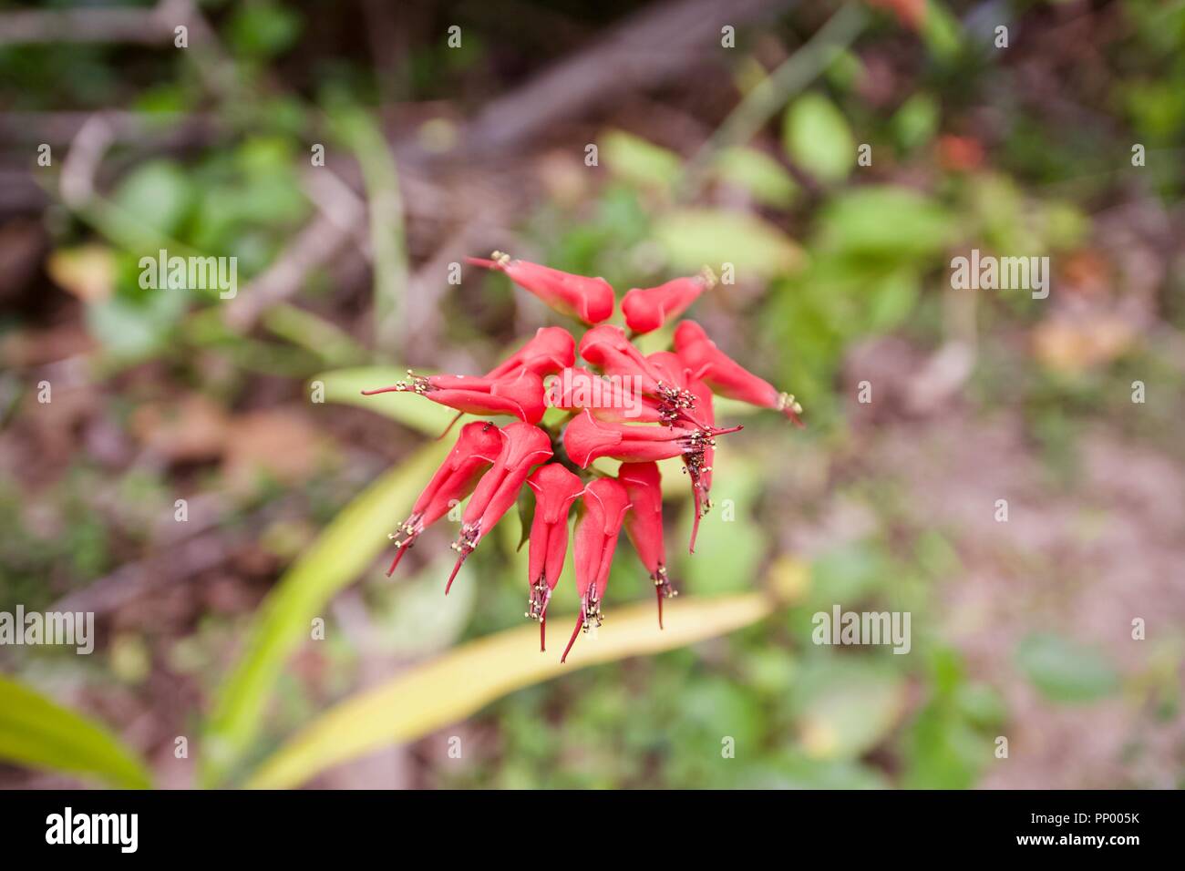 Euphorbia tithymaloides, also known as Pedilanthus tithymaloides