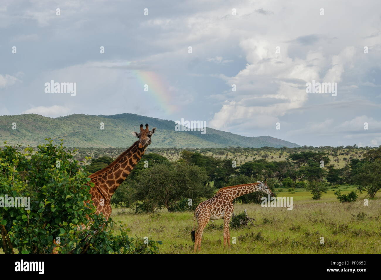 A herd of giraffes at Taita Hills Wildlife Sanctuary,Kenya Stock Photo