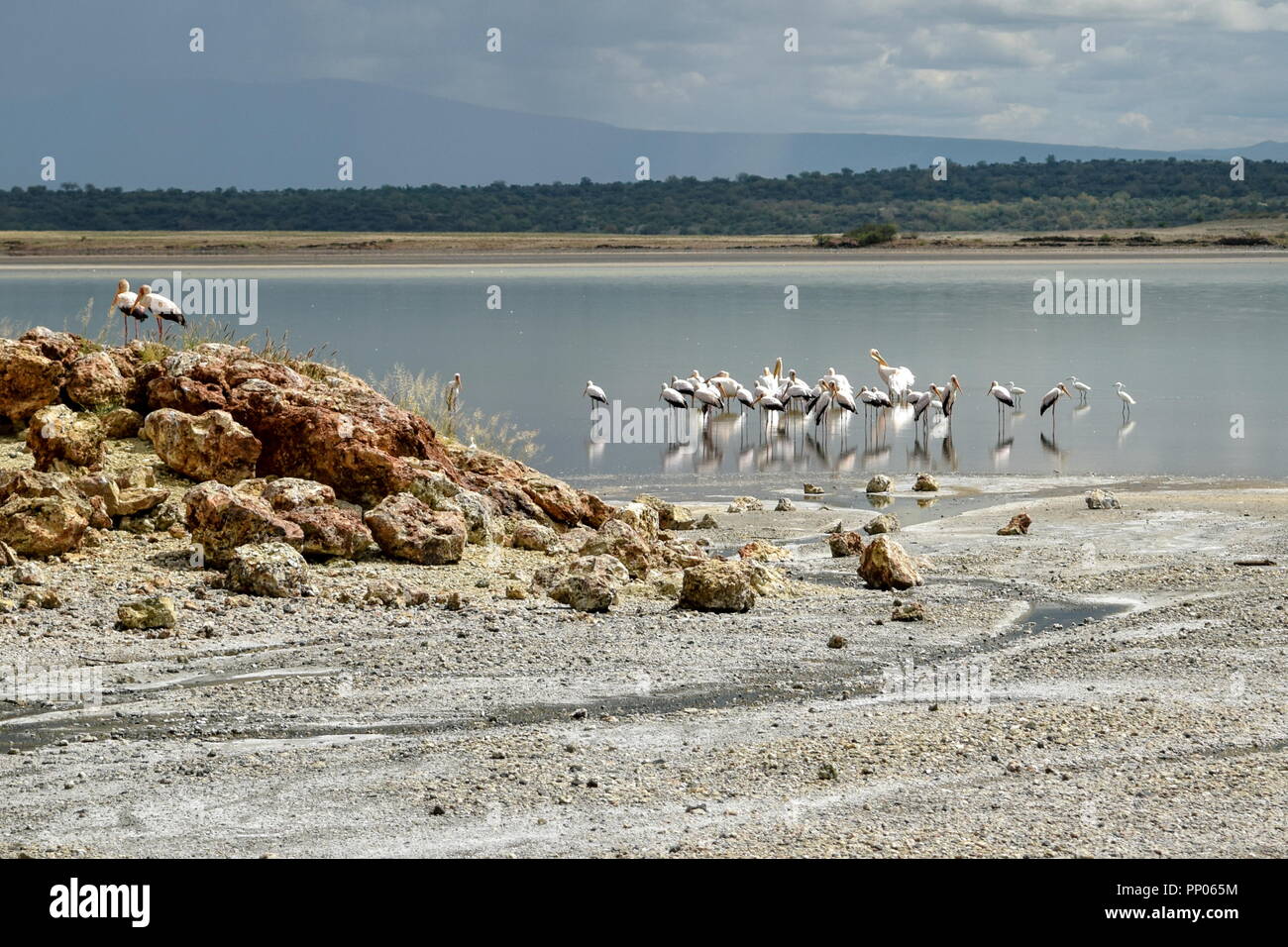 A flock of flamingos and storks at Lake Magadi, Kenya Stock Photo