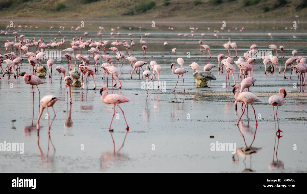 A flurry of flamingos at Lake Magadi, Kenya Stock Photo