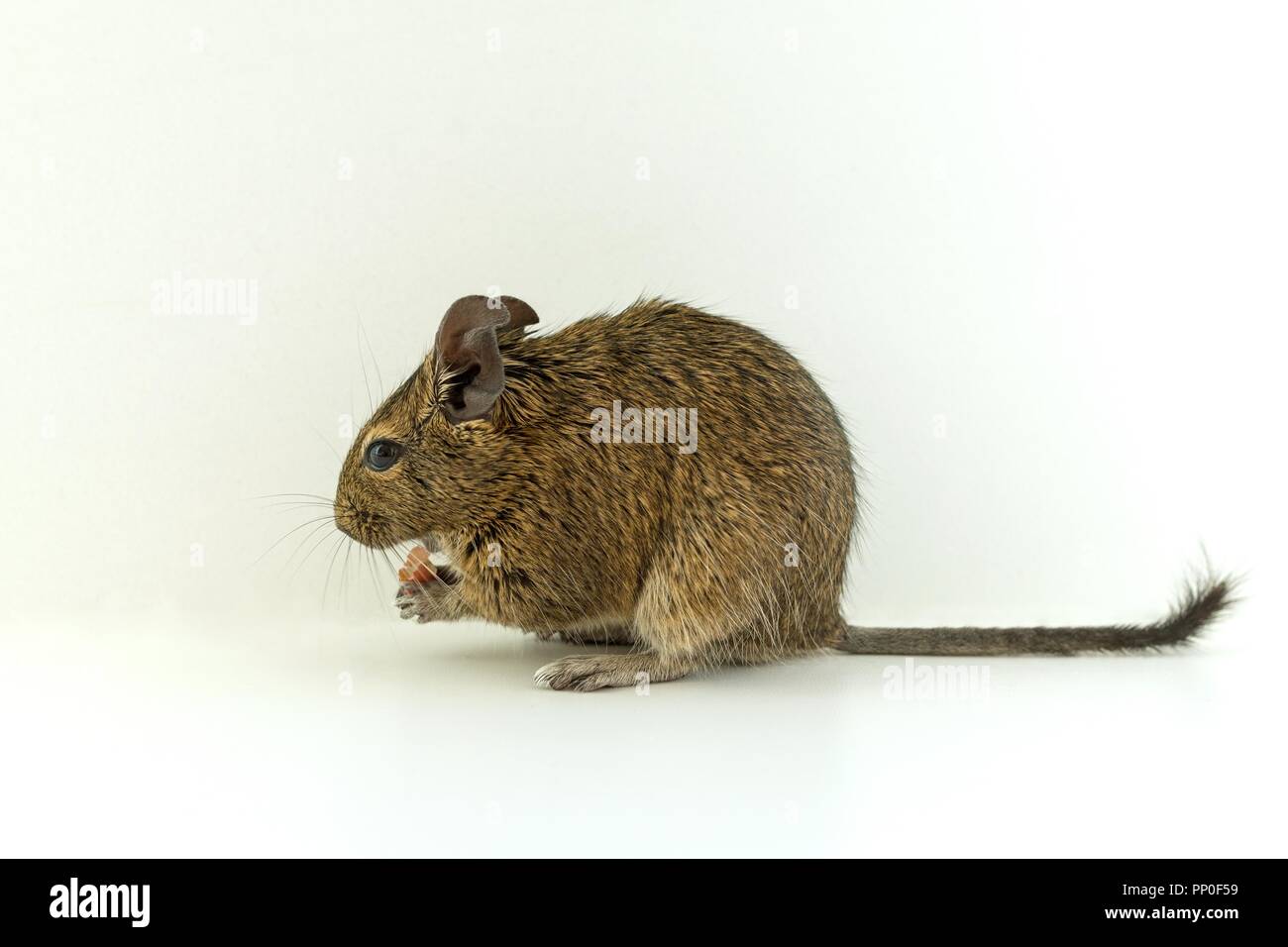 Close-up of chilean squirrel degu, on white background Stock Photo