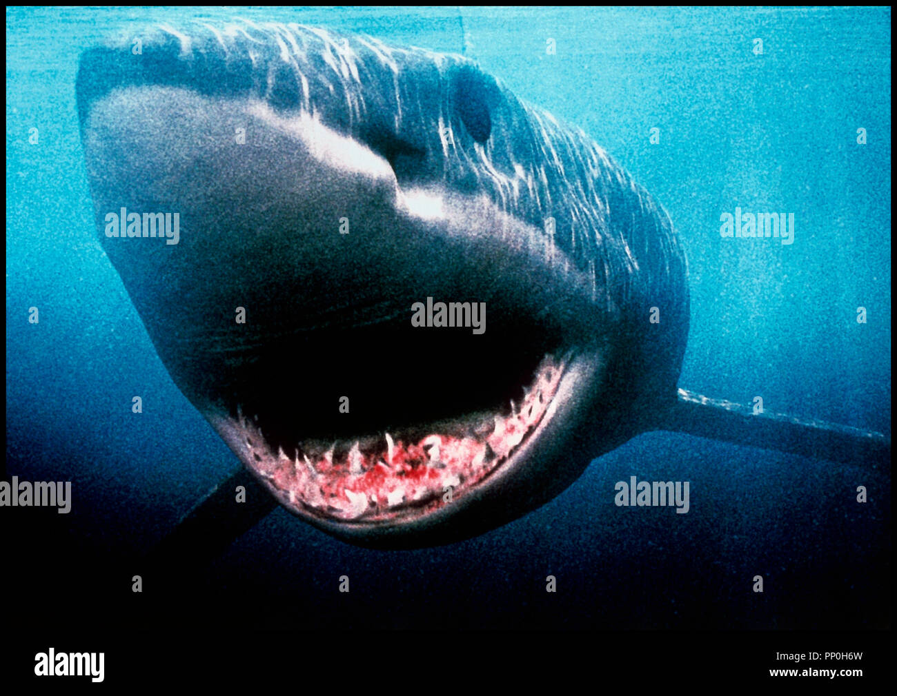 Shark ita 2002