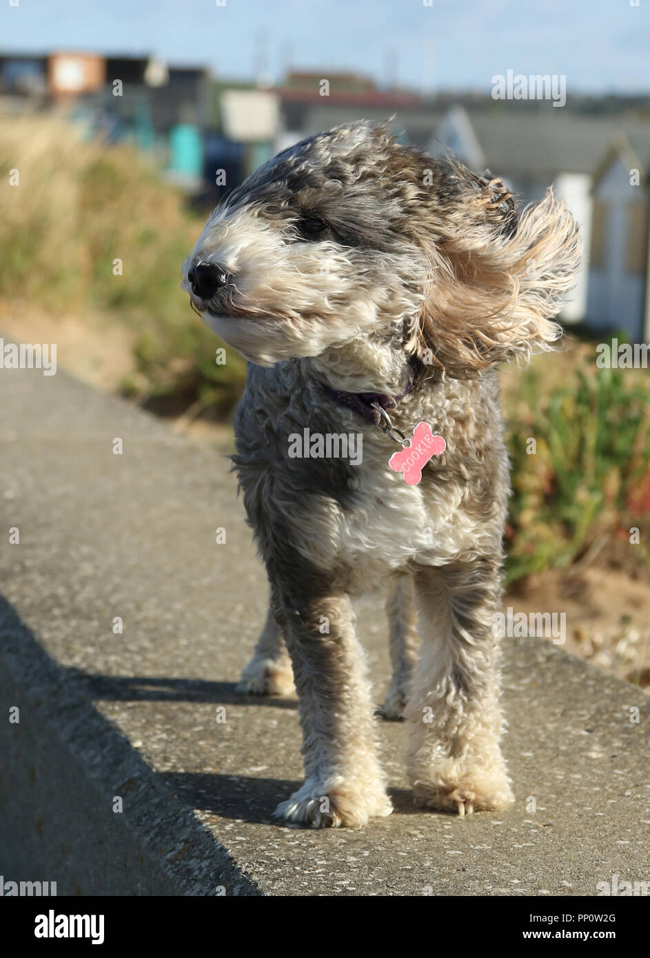 Cockapoo Cross High Resolution Stock Photography and Images - Alamy