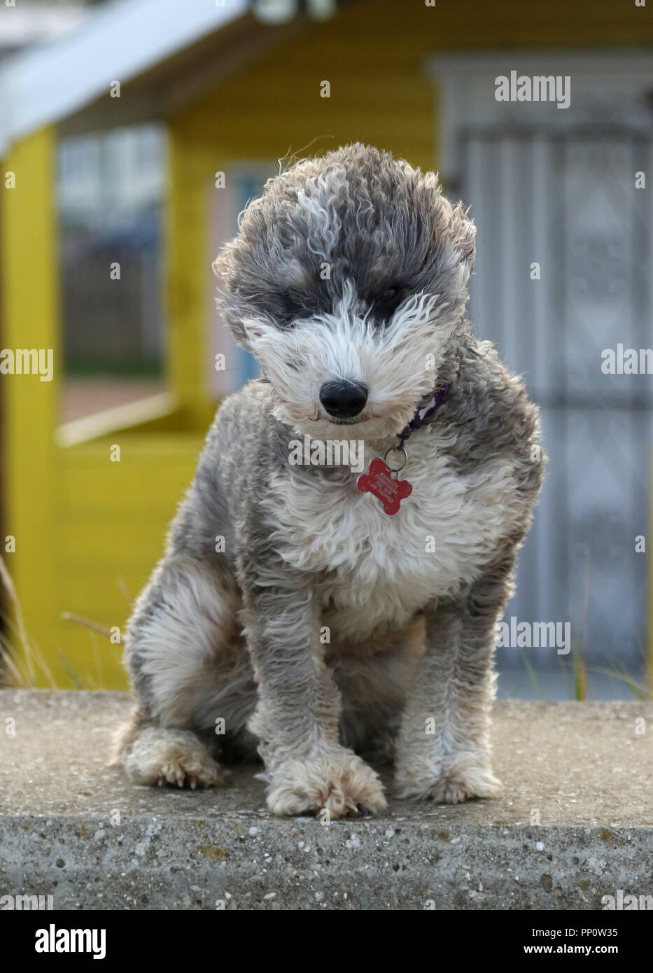 Cockapoo Cross High Resolution Stock Photography and Images - Alamy