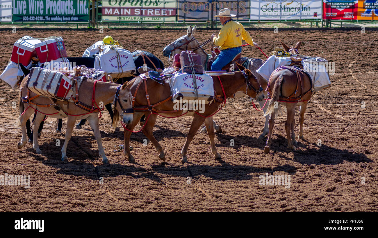 Grass Valley, California, USA. 22 September 2018. Draft Horse Classic