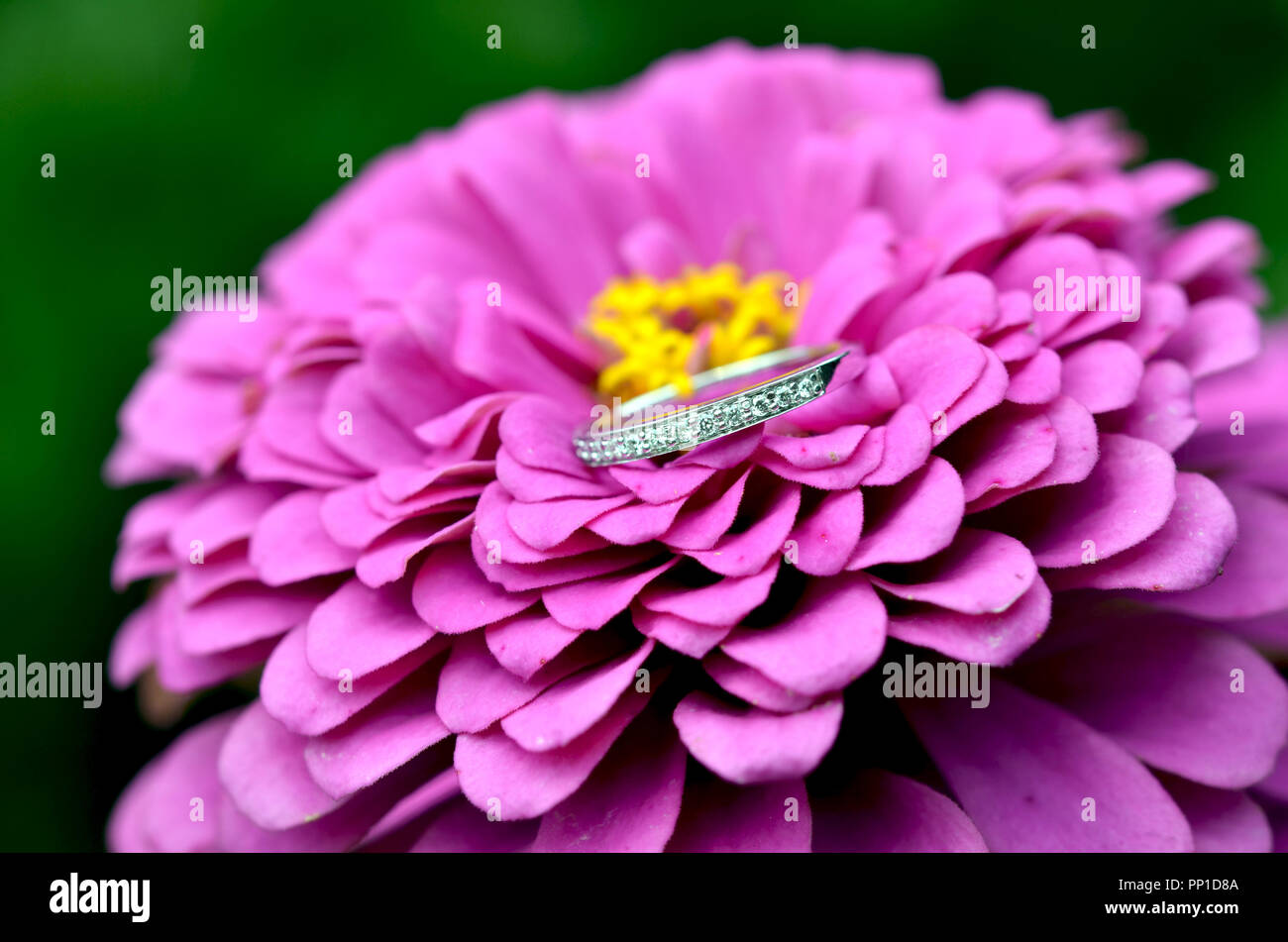 Wedding Band on Pink Flower Stock Photo