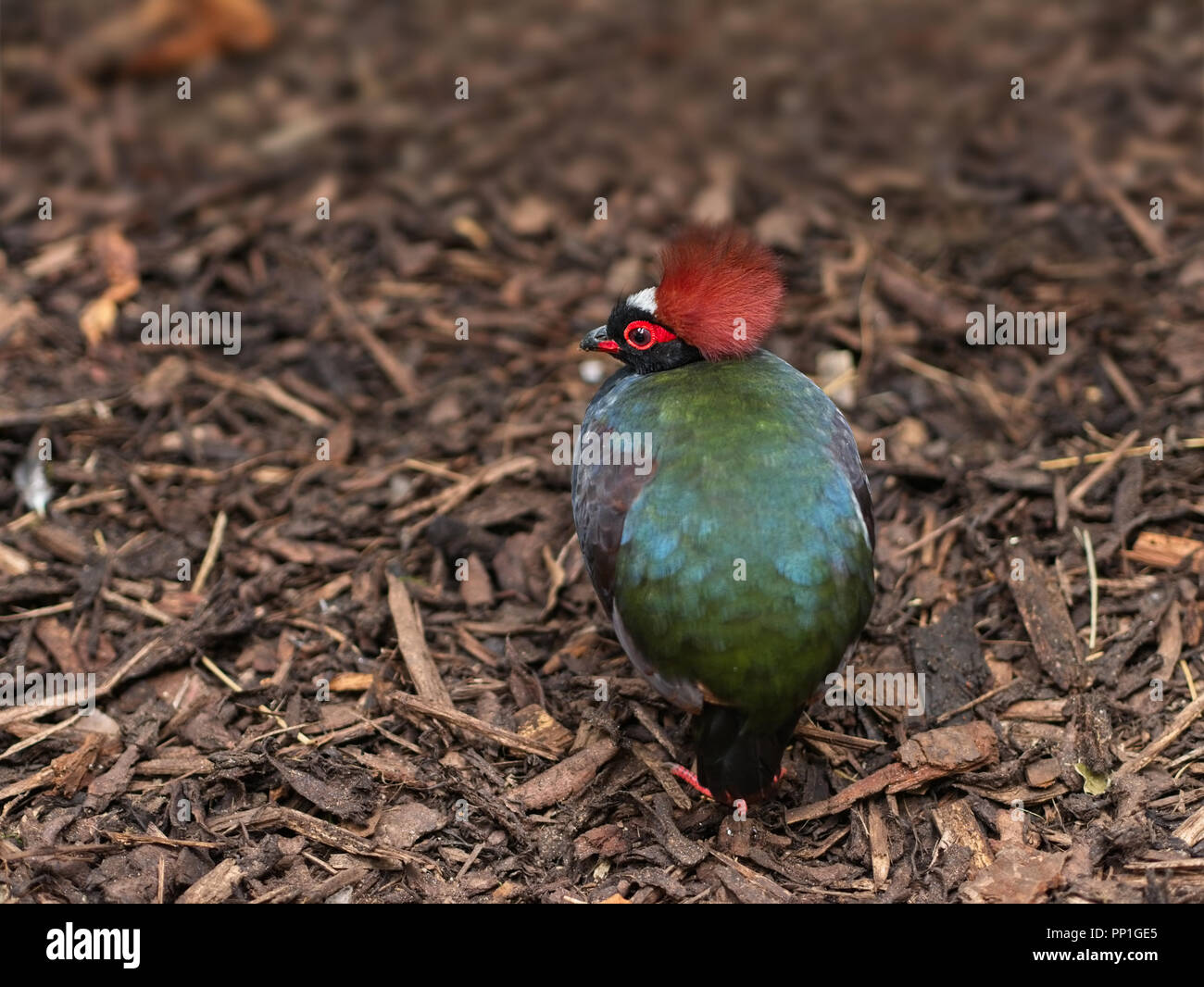 Male roul-roul partridge. A spectacular maroon crest and a glossy black