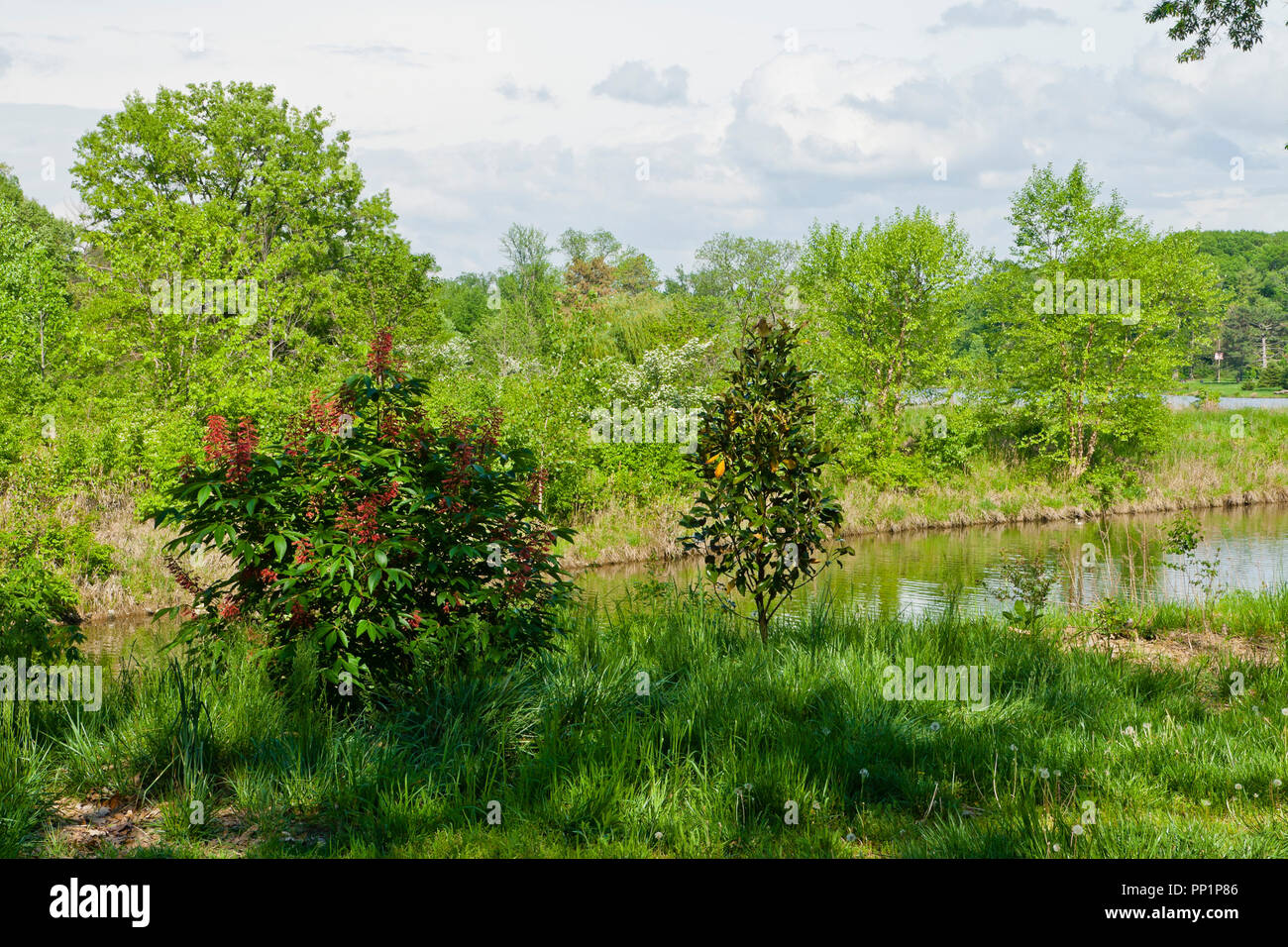 A red buckeye tree and a magnolia tree beside a stream at St. Louis Forest Park in spring. Stock Photo