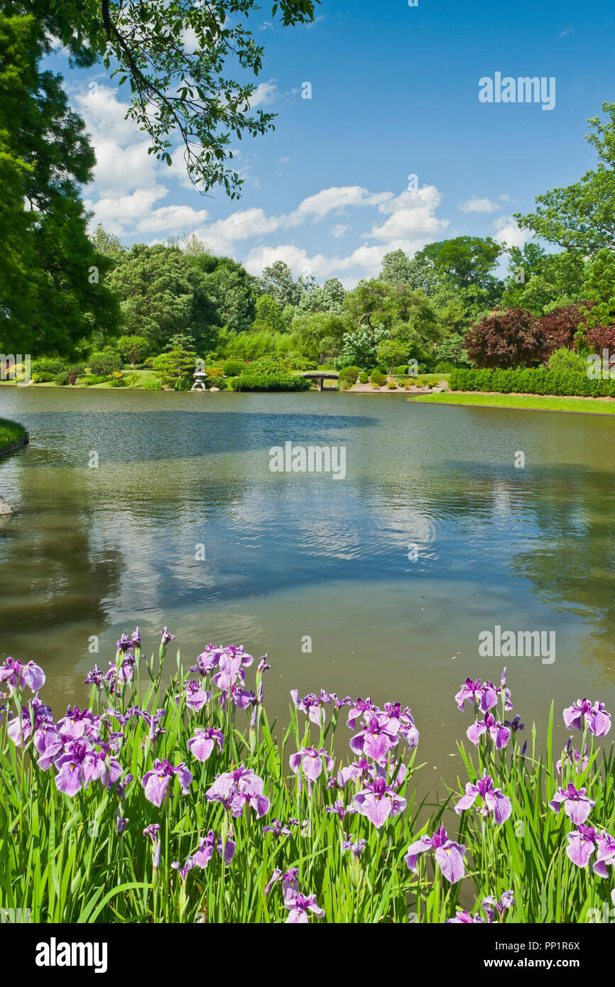 ST. LOUIS - JUNE 12: Bright puffy clouds in blue sky over and reflected in the lake in the Japanese Garden at the Missouri Botanical Garden on a mid-J Stock Photo