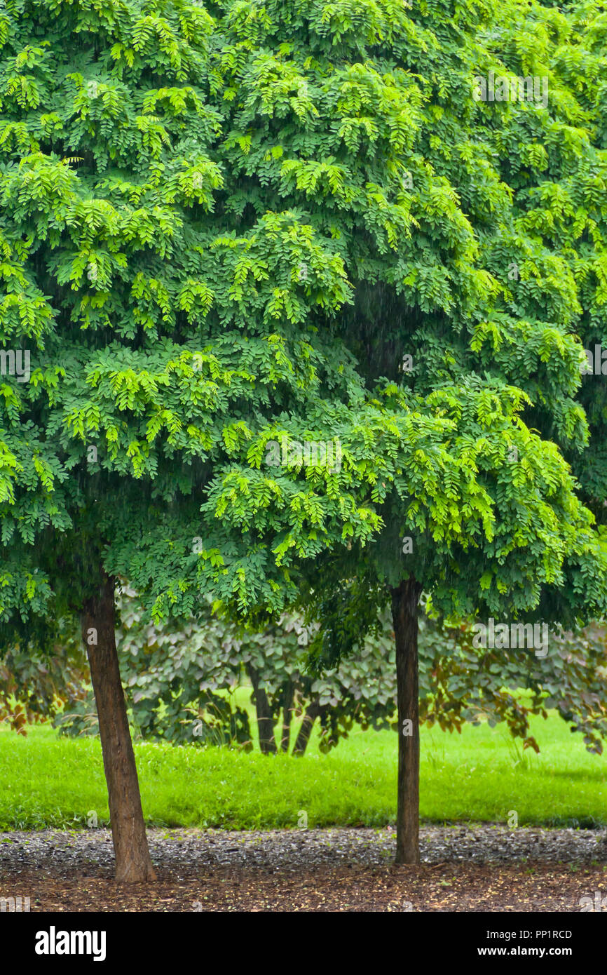 Chinese wingnut hires stock photography and images Alamy