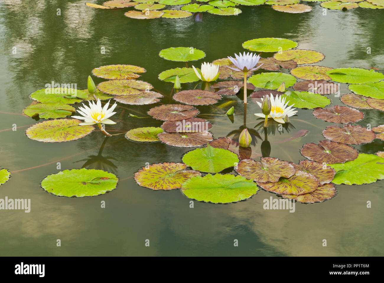 Water lilies in a pond of the botanical garden hires stock photography