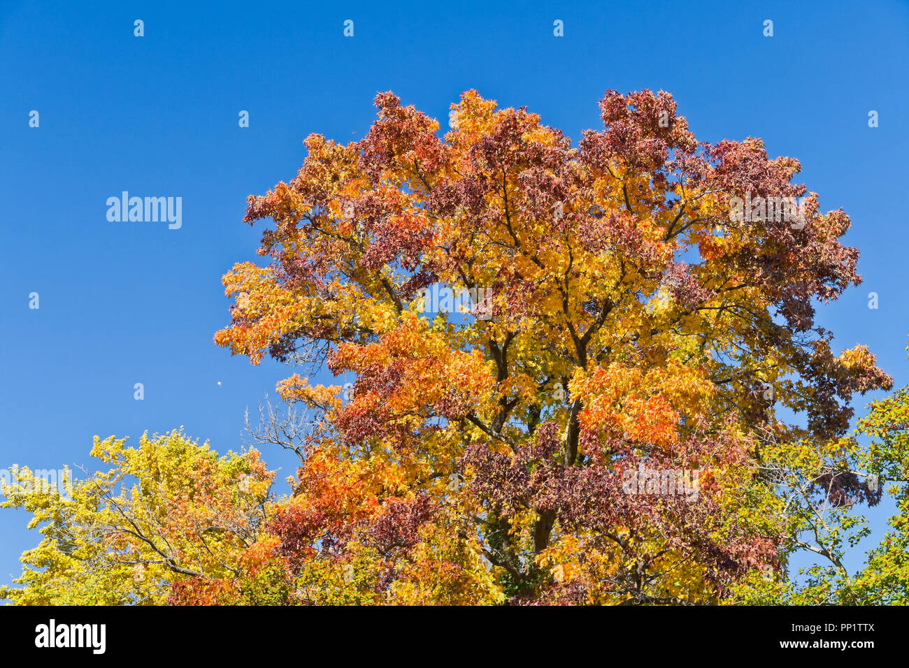 A sweetgum tree in a St. Louis park proudly displays its spectrum of majestic autumn colors: red, orange, yellow, green, and purple. Stock Photo