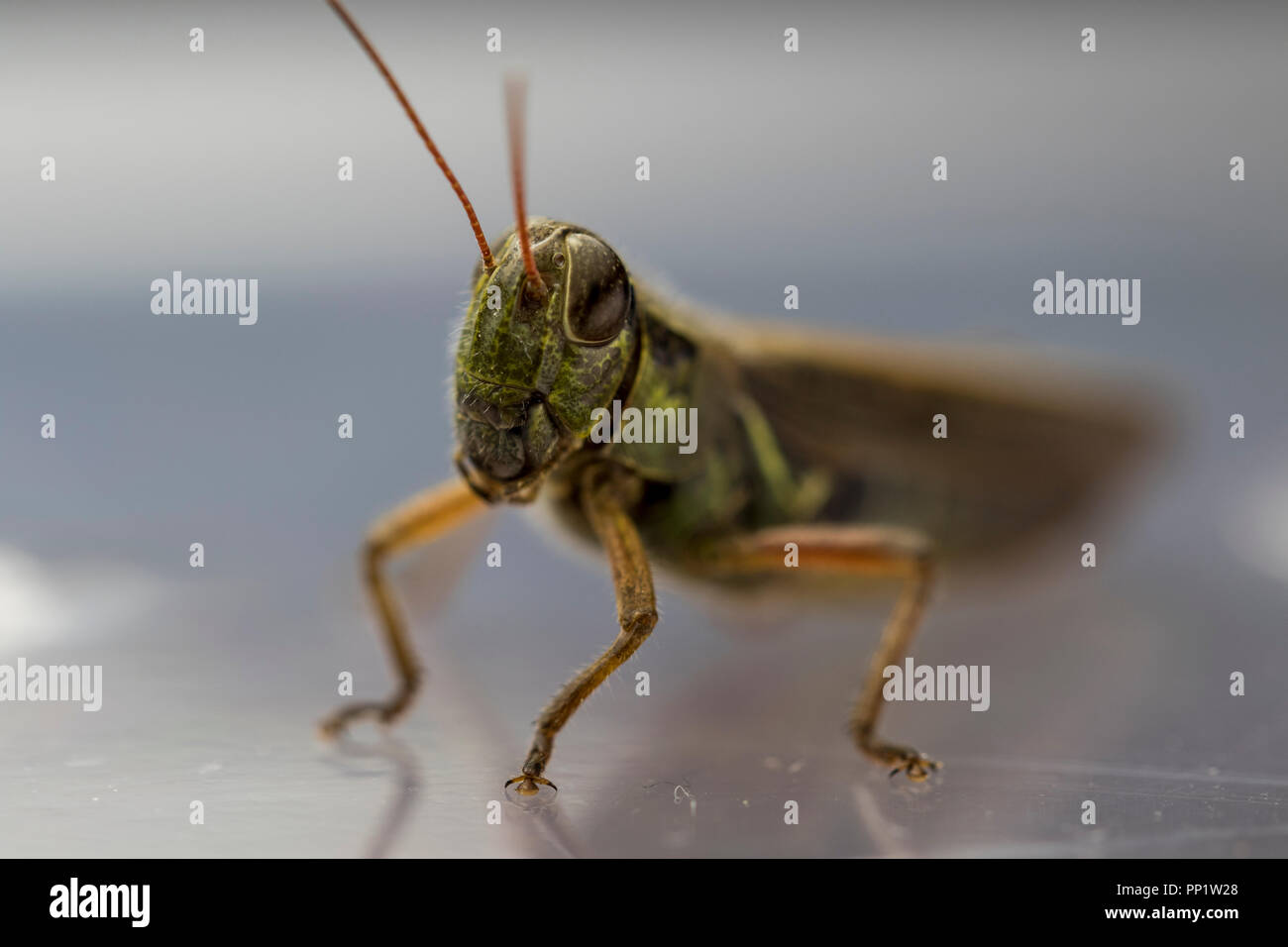 Close up of camouflaged Katydid grasshopper. Caelifera head with big eyes, antenna and legs. Stock Photo