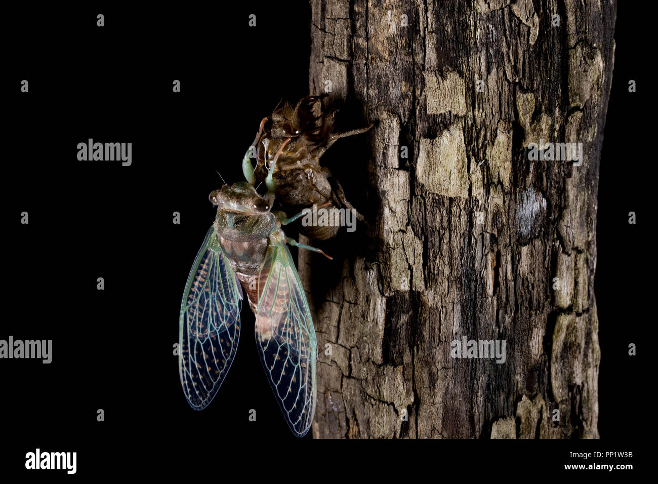 New born adult cicada. Cicada after molting and going through the metamorphosis process. Growing and transforming into adulthood. Winged insect close Stock Photo