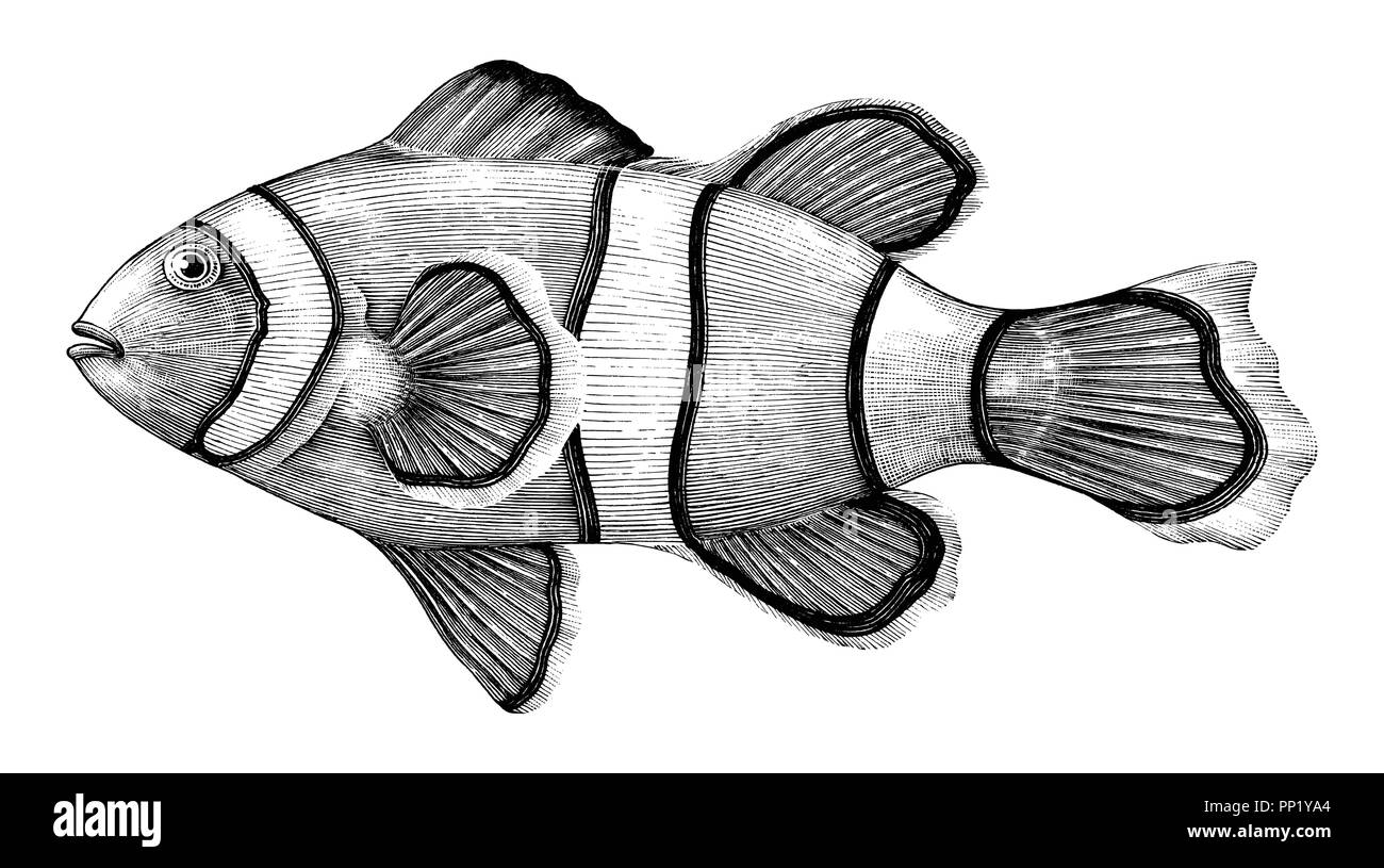 Nemo fish drawing vintage style by ink isolated on white background Stock Vector