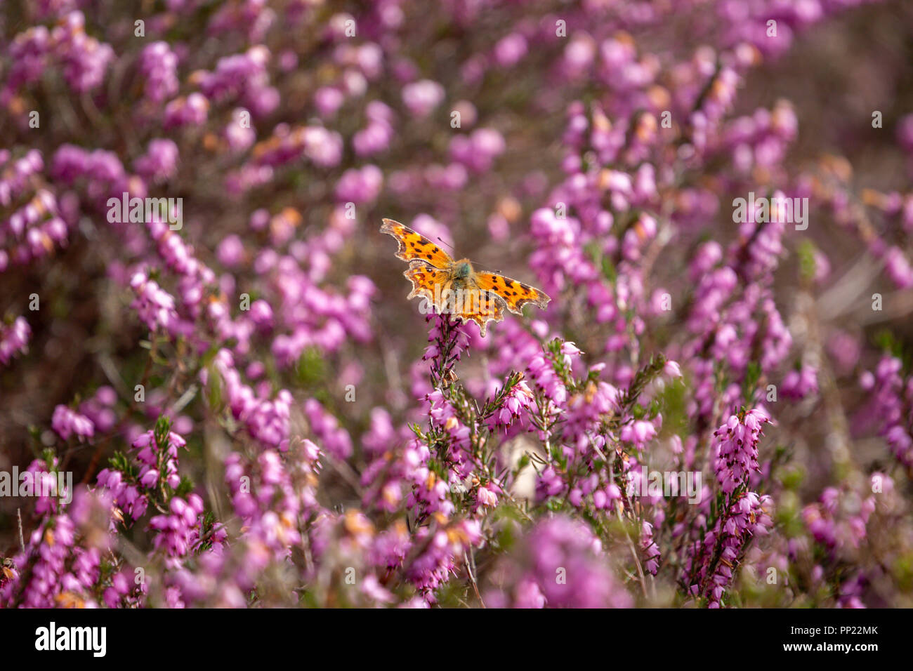 Comma Butterfly (Polygonia c-album) in pink flowering heather at Richmond Park, England Stock Photo