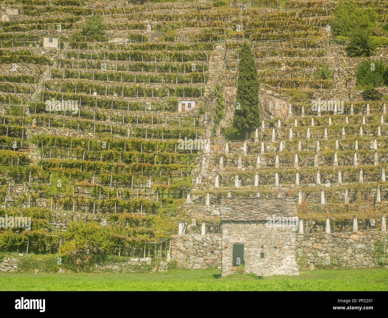 Vineyard between the towns of Donnas and Pont Saint Martin in the Aosta Valley NW Italy Stock Photo