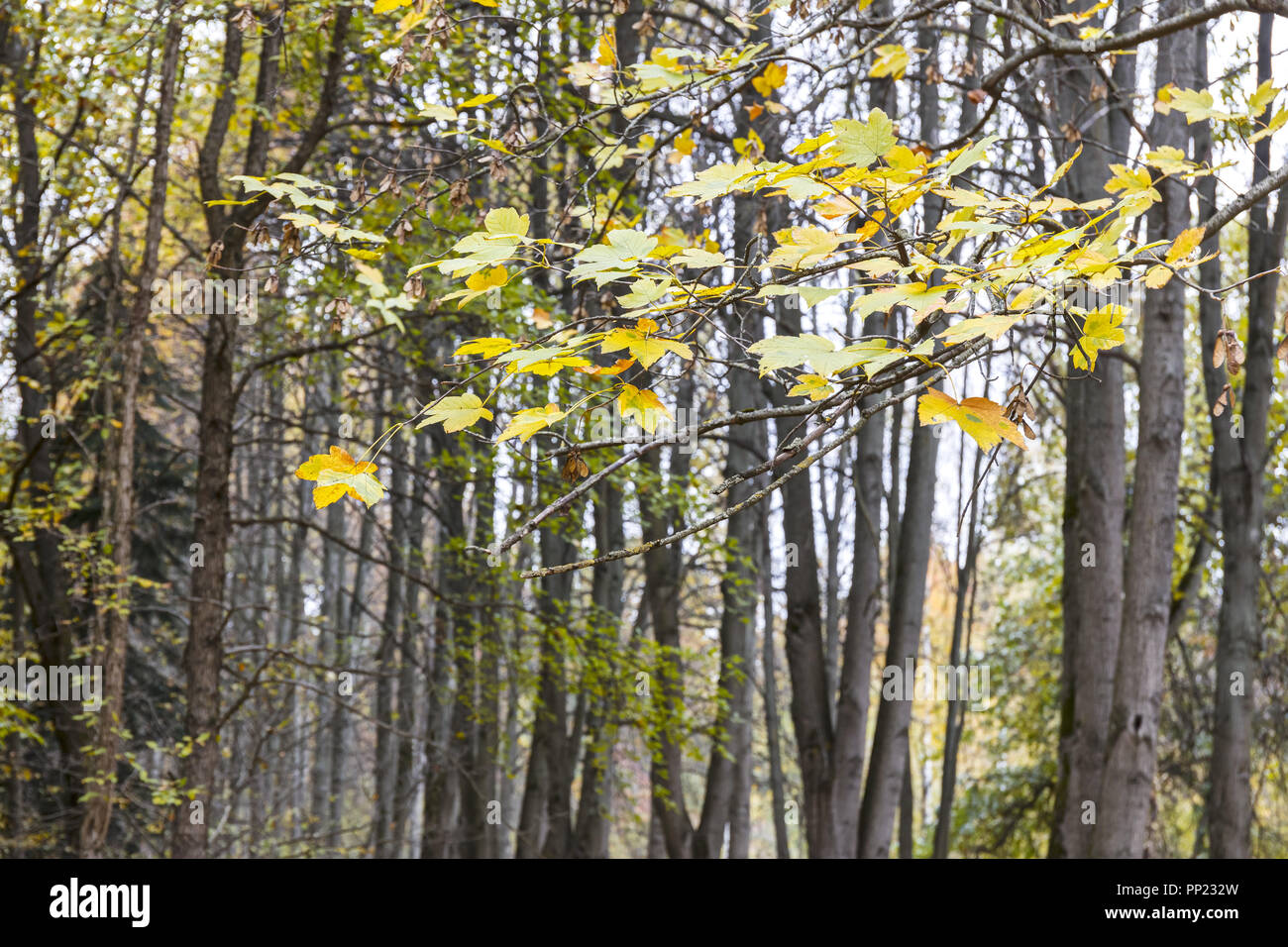 maple tree branch with yellow leaves on autumn park scene background ...