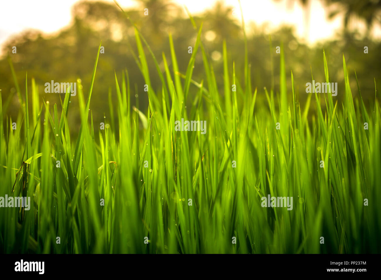 Green Grass with Water Drops, Rice Field, Natural Background Stock Photo