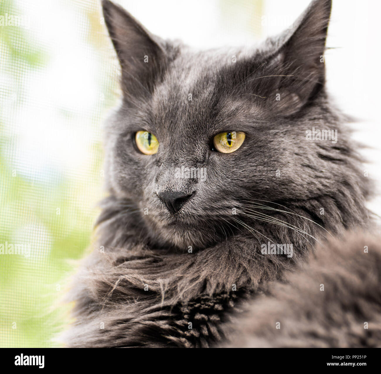 Close Up Portrait Of Beautiful Gray Cat Lies On The Windowsill