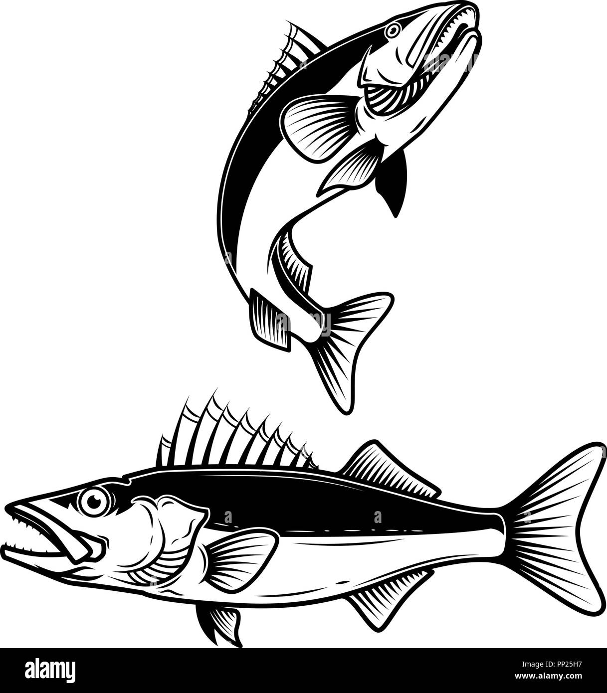 Walleye fish sign on white background. Zander fishing. Design element for logo, label, emblem, sign. Vector illustration Stock Vector