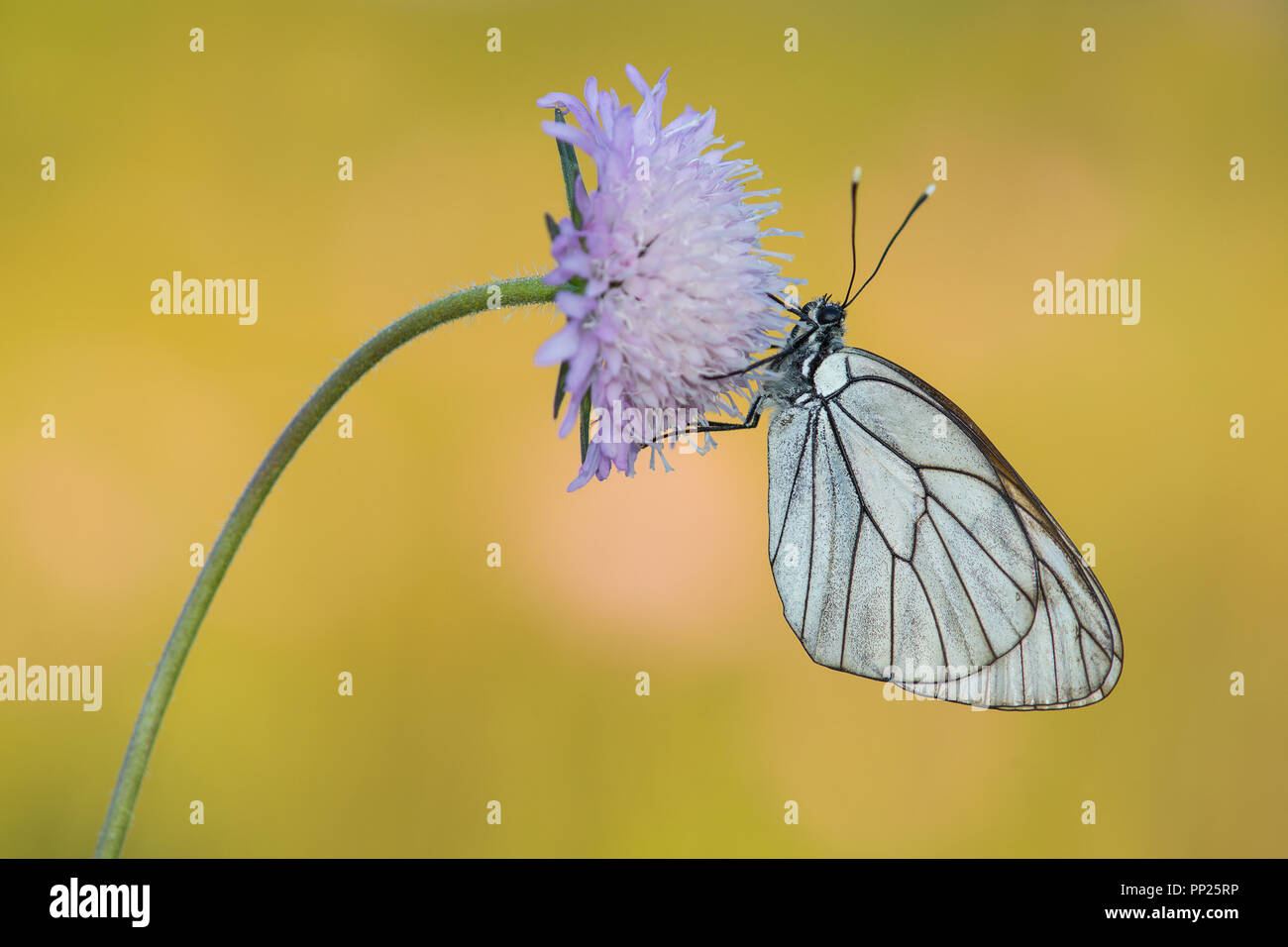 Black-veined white butterfly hanging on a flower on a natural background Stock Photo