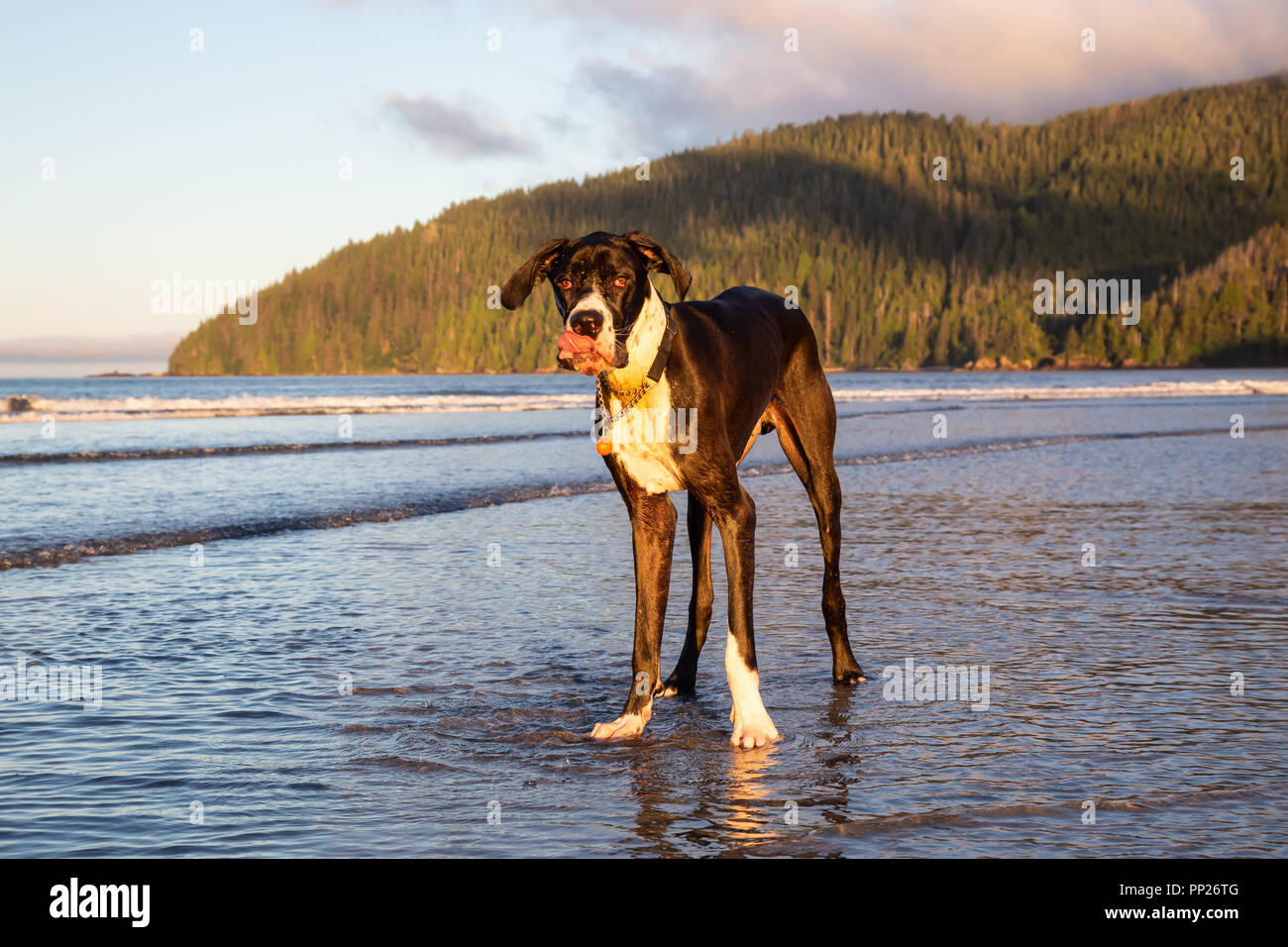 greater swiss mountain dane