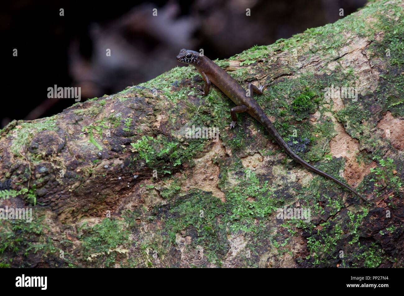 A Sabah Slender Skink (Sphenomorphus sabanus) perched on a mossy log in Danum Valley Conservation Area, Sabah, East Malaysia, Borneo Stock Photo