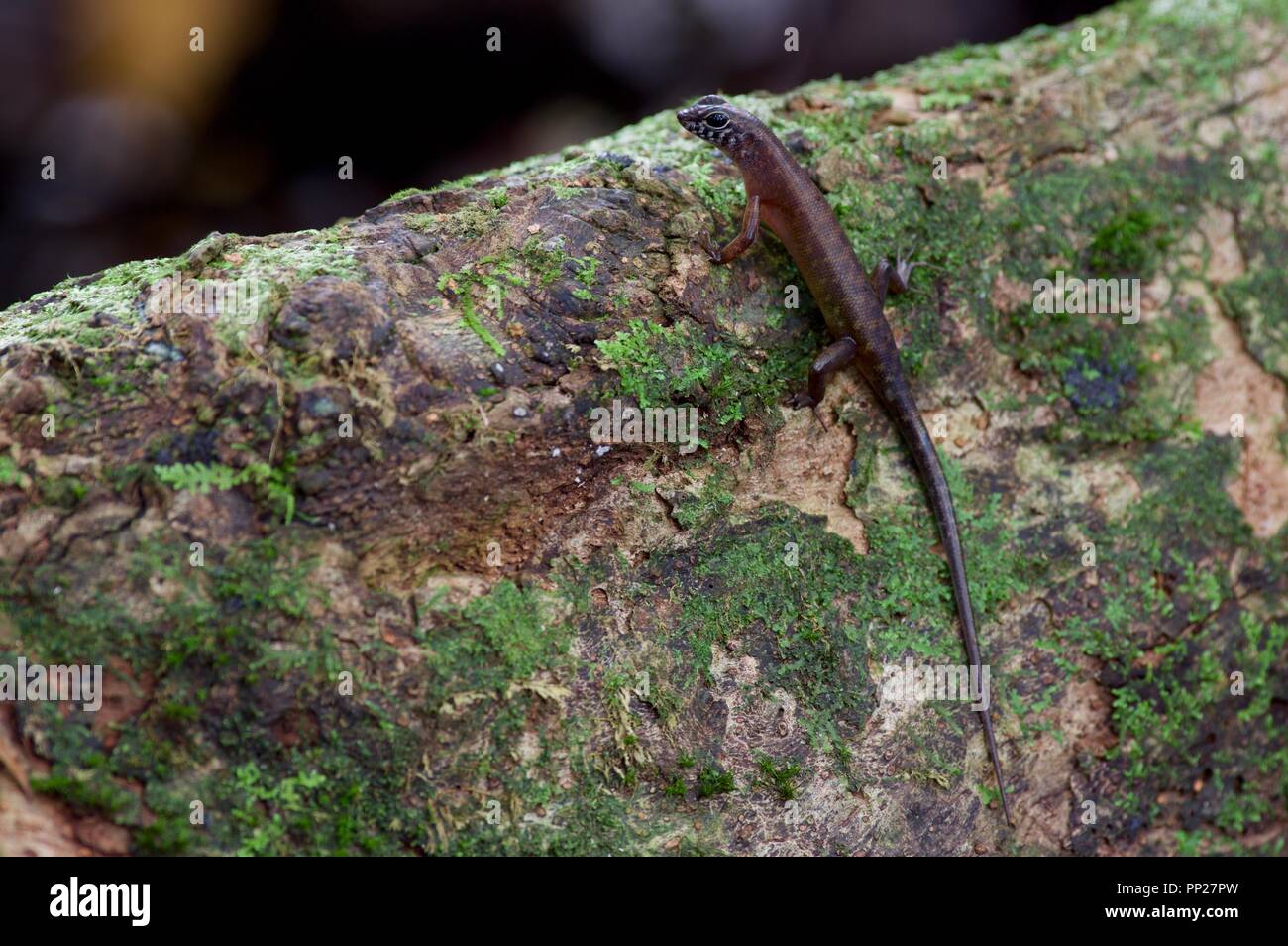 A Sabah Slender Skink (Sphenomorphus sabanus) perched on a mossy log in Danum Valley Conservation Area, Sabah, East Malaysia, Borneo Stock Photo