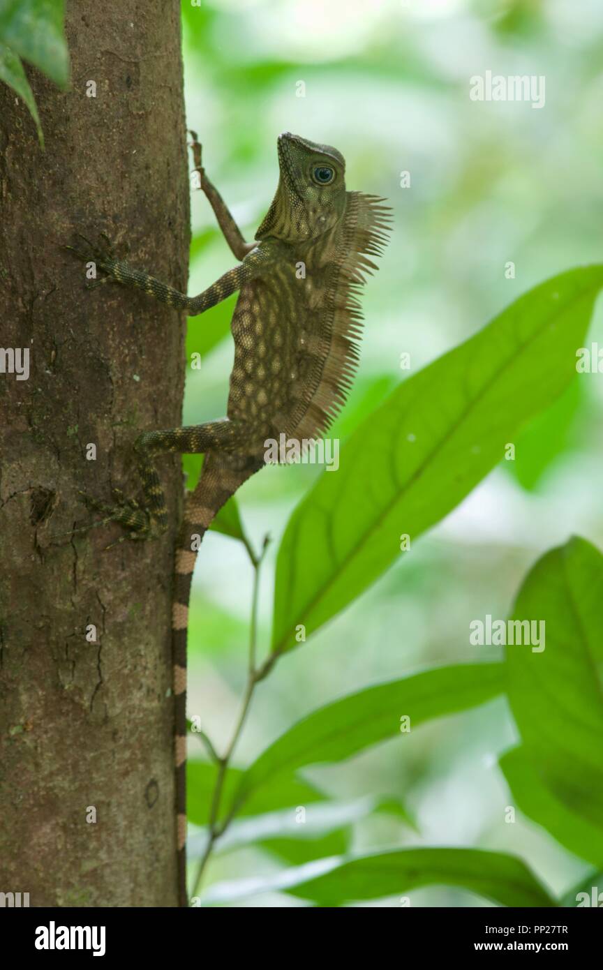 A Borneo Angle-headed Lizard (Gonocephalus bornensis) in the rainforest of Danum Valley Conservation Area, Sabah, East Malaysia, Borneo Stock Photo