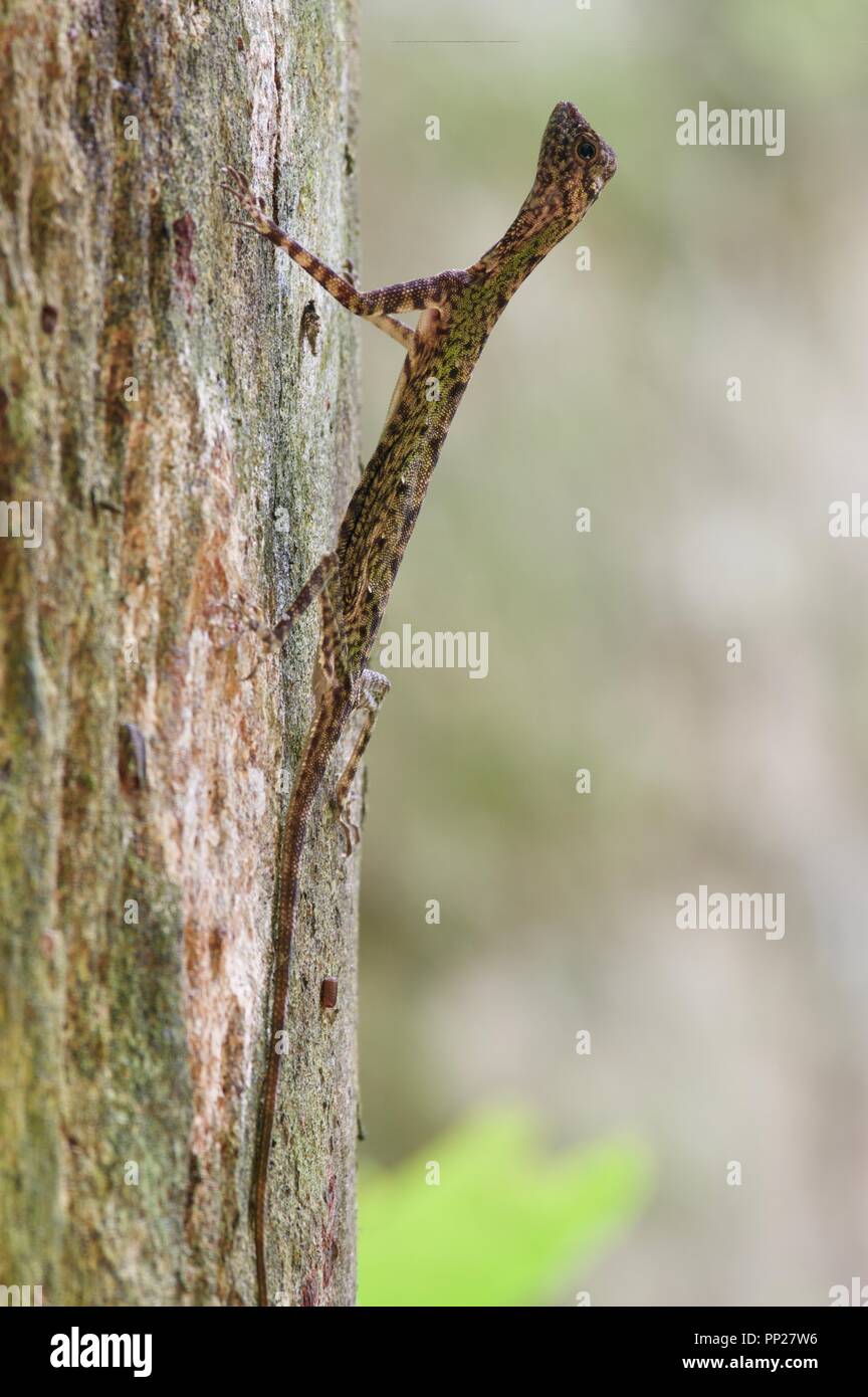 A Black-bearded Flying Lizard (Draco melanopogon) on a tree in Danum Valley Conservation Area, Sabah, East Malaysia, Borneo Stock Photo