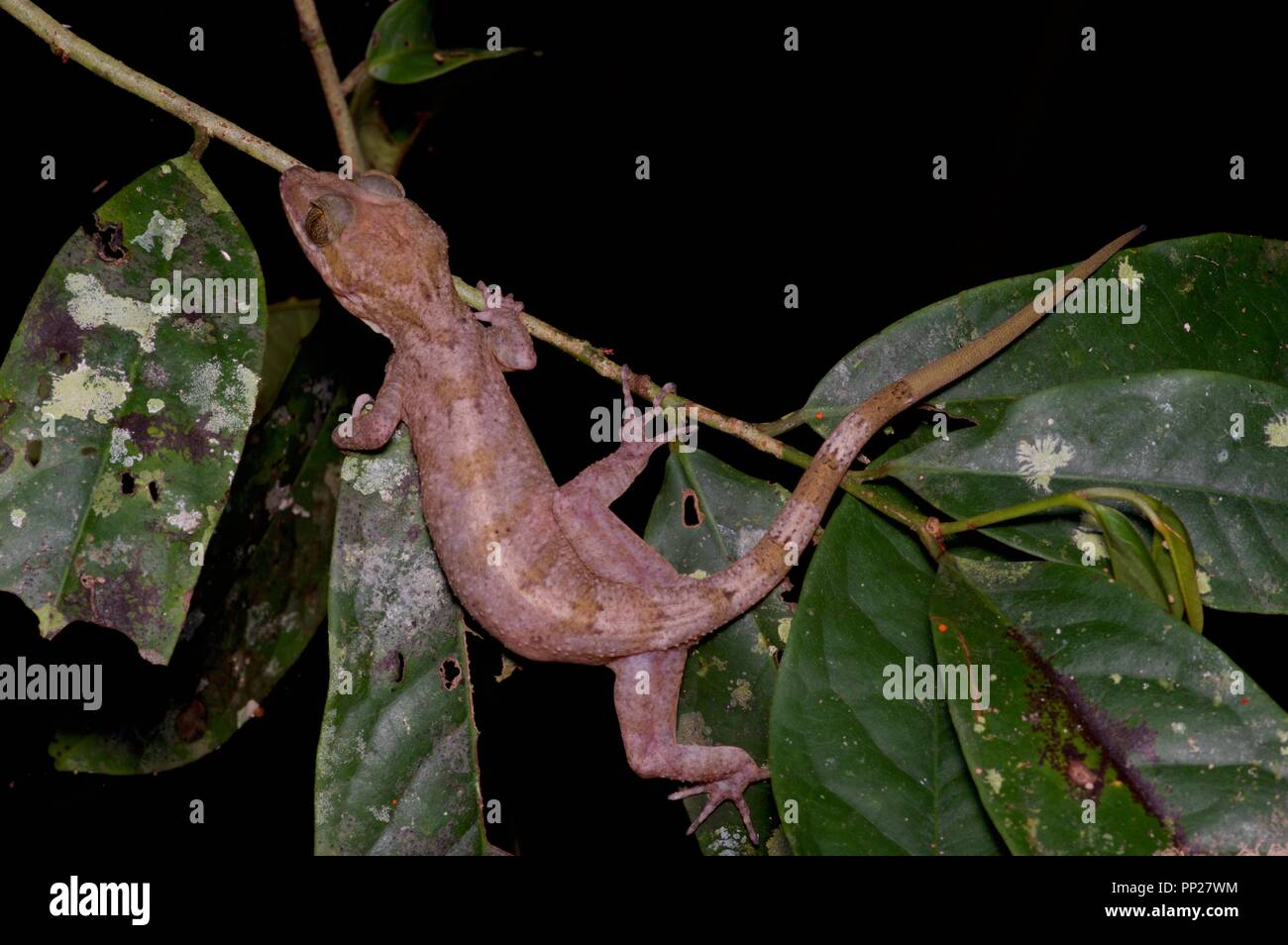 A Yoshi's Bent-toed Gecko (Cyrtodactylus yoshii) in vegetation in Danum Valley Conservation Area, Sabah, East Malaysia, Borneo Stock Photo