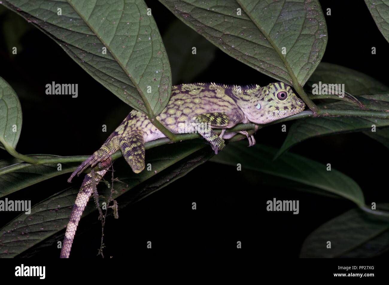 A Borneo Angle-headed Lizard (Gonocephalus bornensis) resting at night in Danum Valley Conservation Area, Sabah, East Malaysia, Borneo Stock Photo