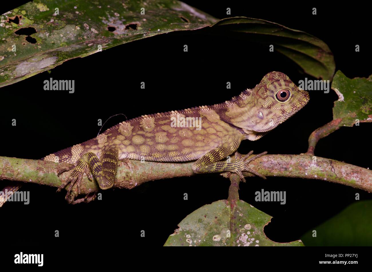 A Borneo Angle-headed Lizard (Gonocephalus bornensis) resting at night in Danum Valley Conservation Area, Sabah, East Malaysia, Borneo Stock Photo