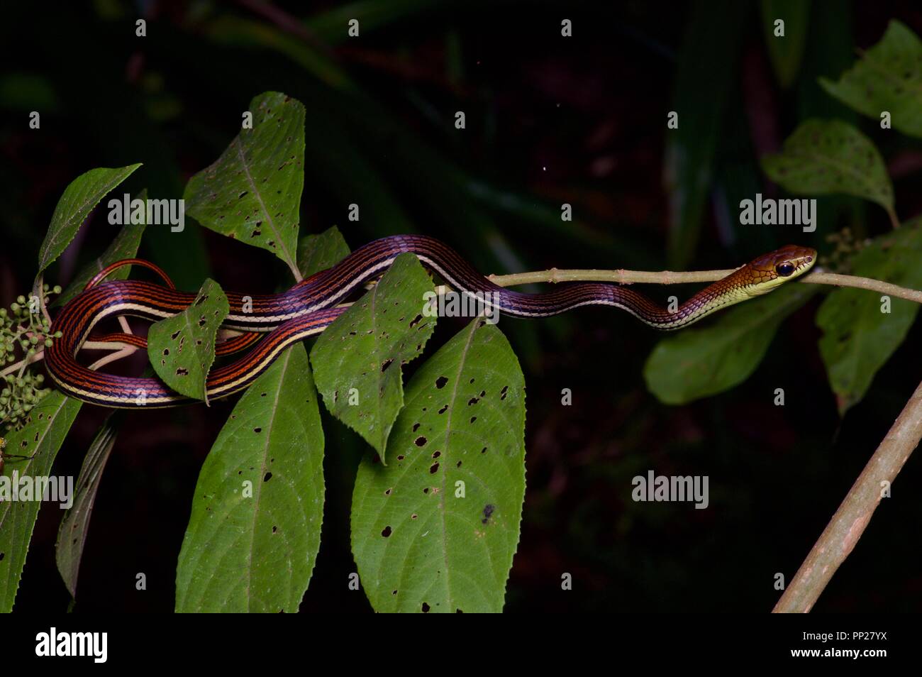 A Striped Bronzeback (Dendrelaphis caudolineatus) resting in vegetation at night in Danum Valley Conservation Area, Sabah, East Malaysia, Borneo Stock Photo