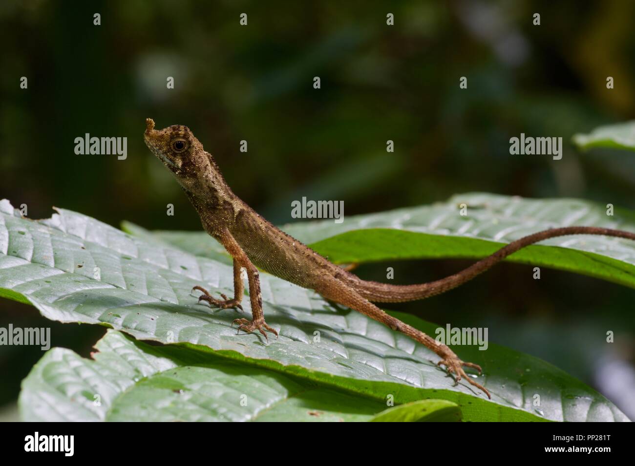 An Ornate Earless Agama (Aphaniotis ornata) perched on a leaf in Danum Valley Conservation Area, Sabah, East Malaysia, Borneo Stock Photo