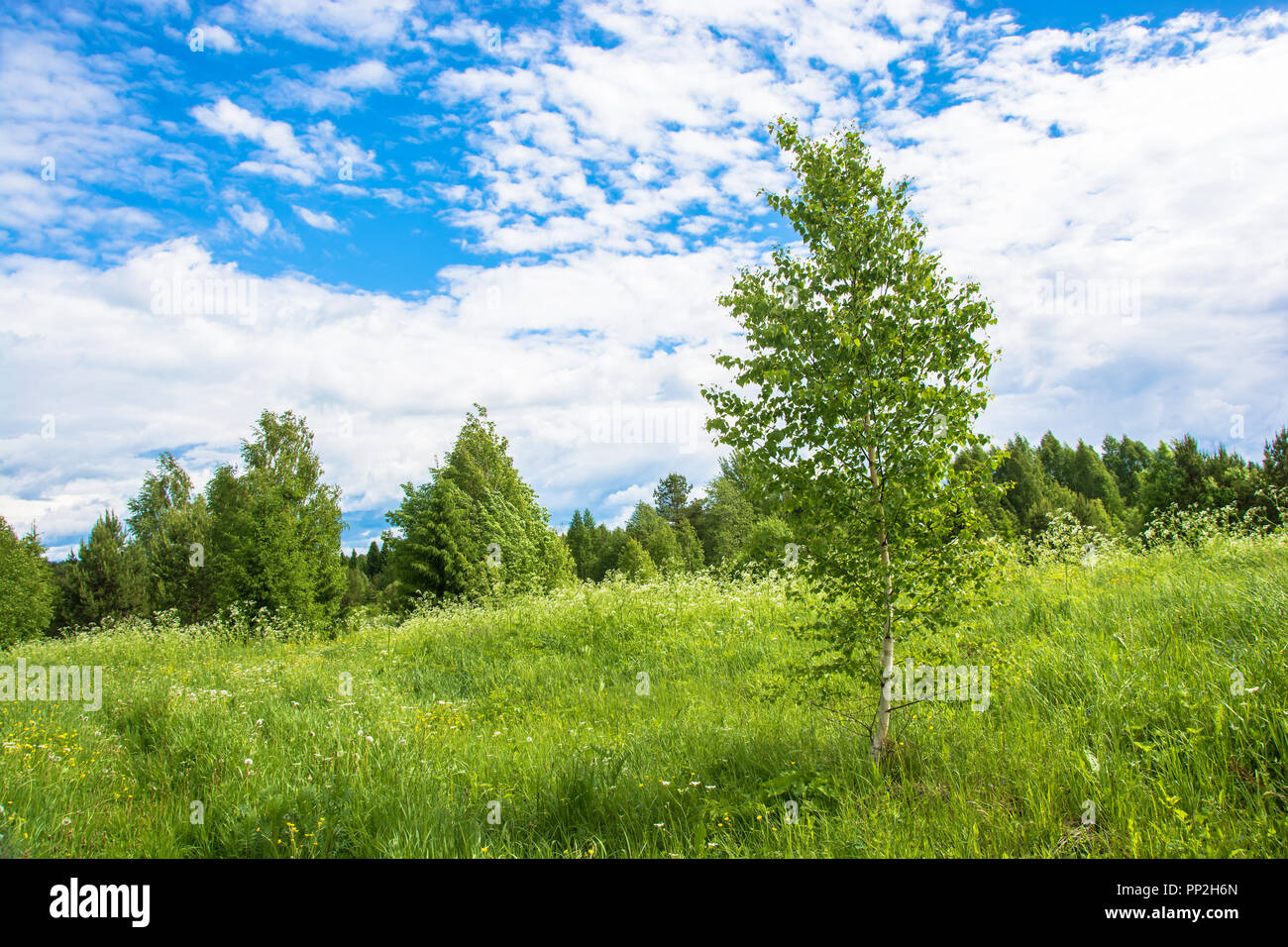 Beautiful landscape with a young birch in Sunny summer day Stock Photo ...