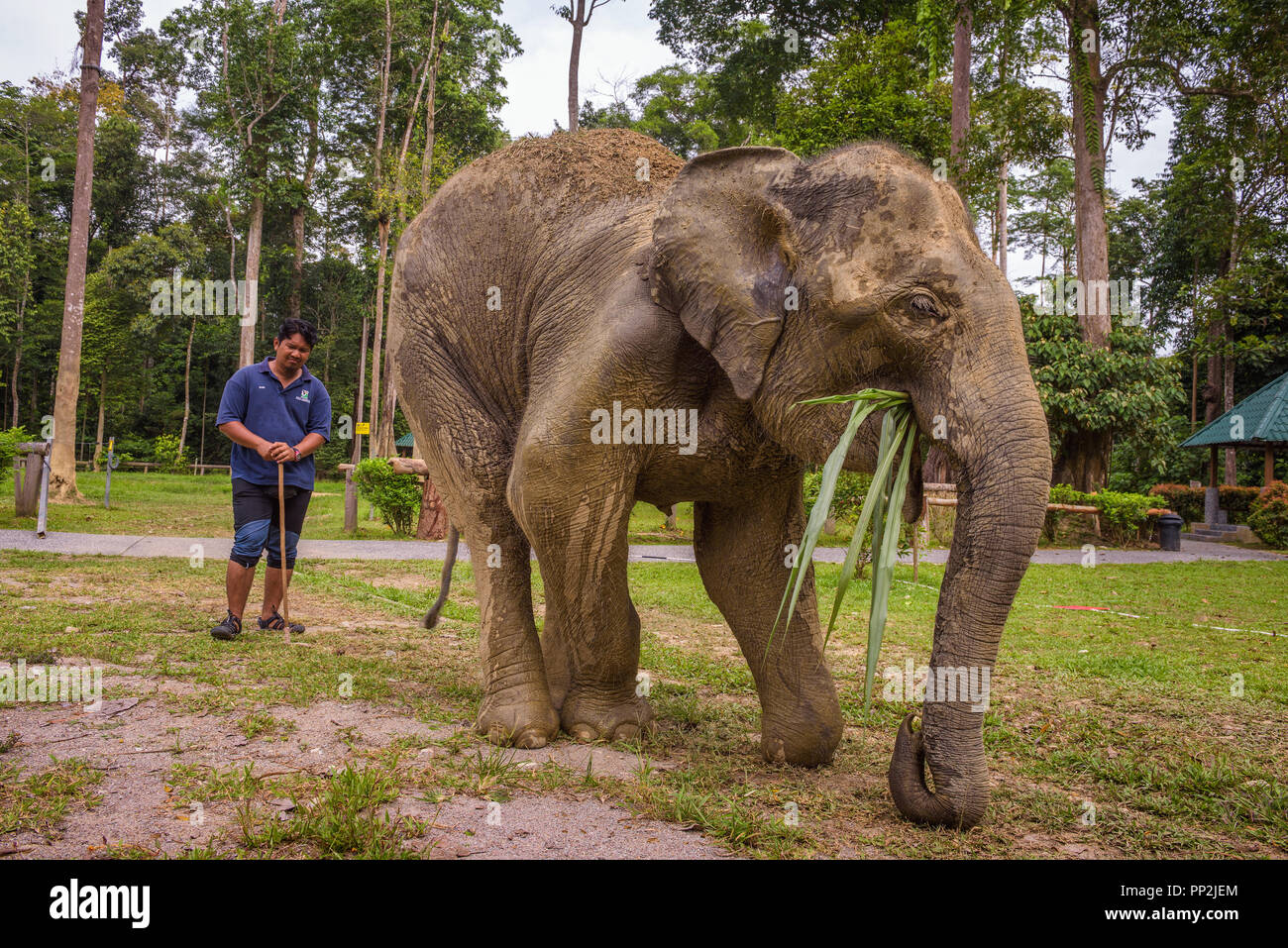 Kuala Gandah, Malaysia - April 8, 2018 : A cute indian elephant in the Kuala Gandah Elephant Conservation. This elephant sanctuary was established in  Stock Photo