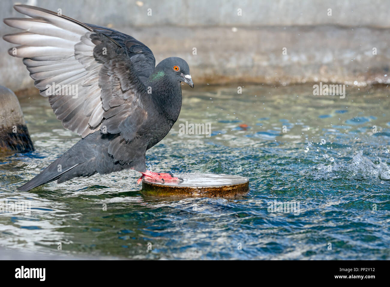 Dove with open wings in a fountain Stock Photo Alamy