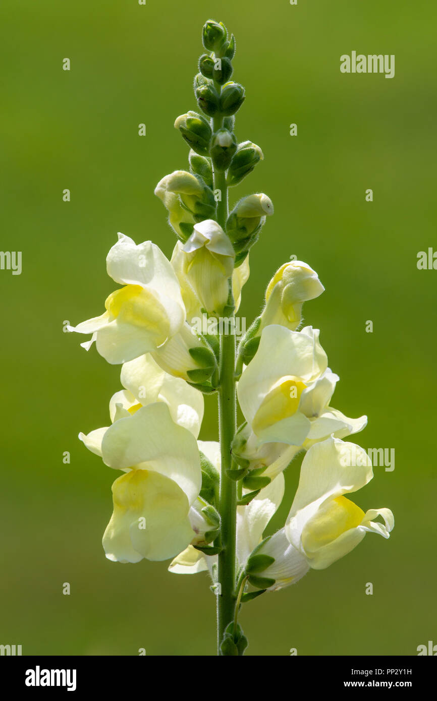 Yellow Dragon Flower High Resolution Stock Photography And Images Alamy