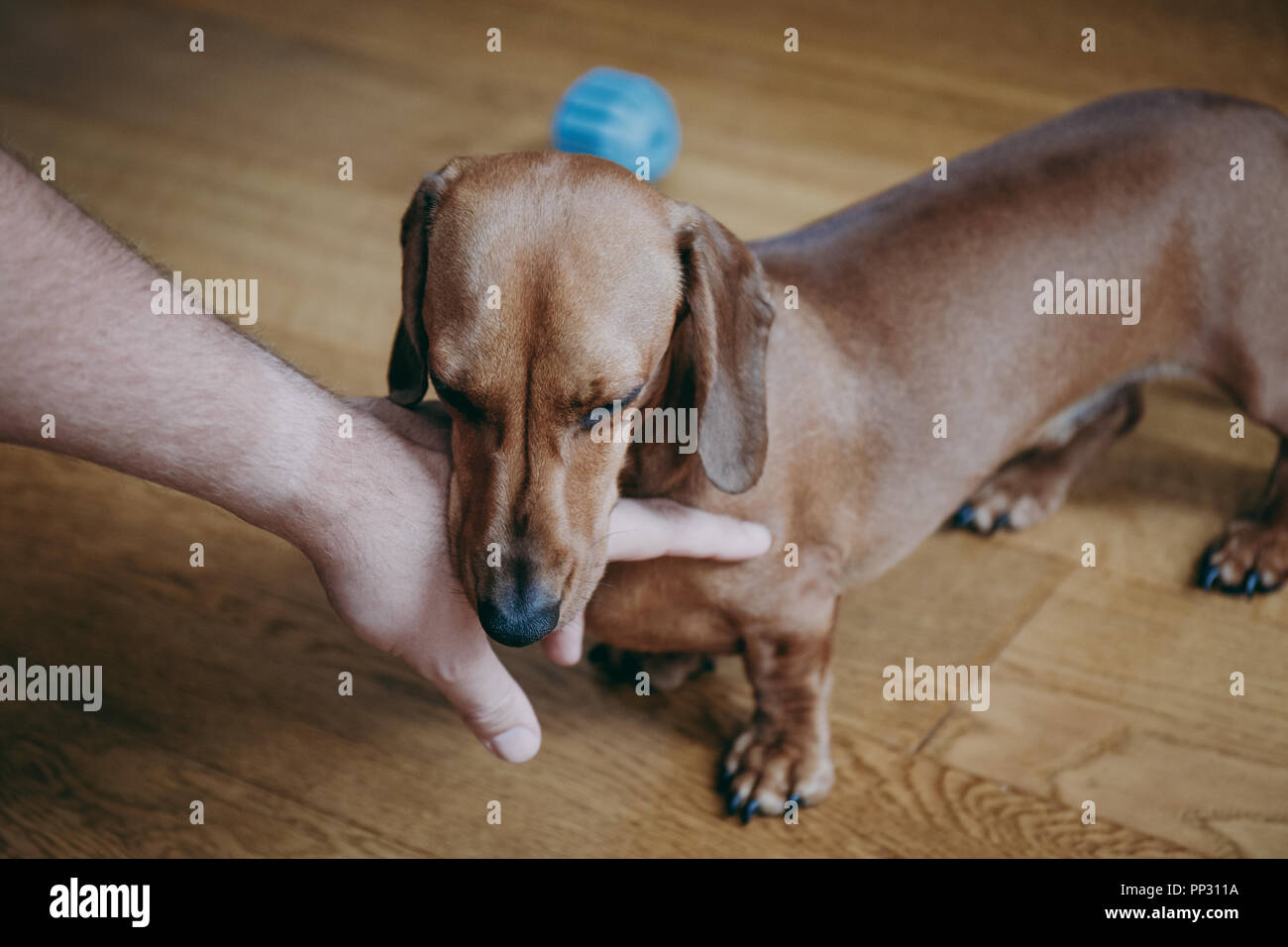 A Dog Slowly Closes Its Eyes While Looking At You