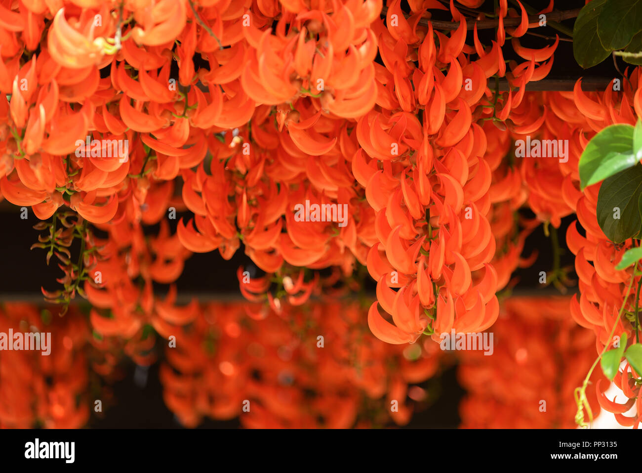 Beautiful new guinea creeper or Red Lade Vine blossoming in the garden Stock Photo