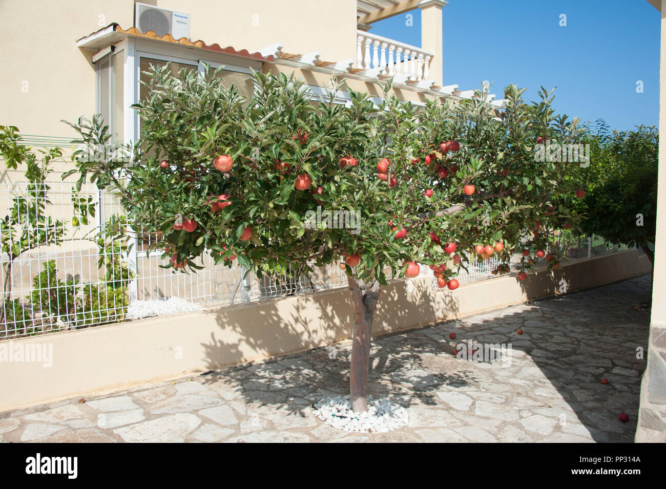 An attractive apple tree full of apples growing in a private villa in
