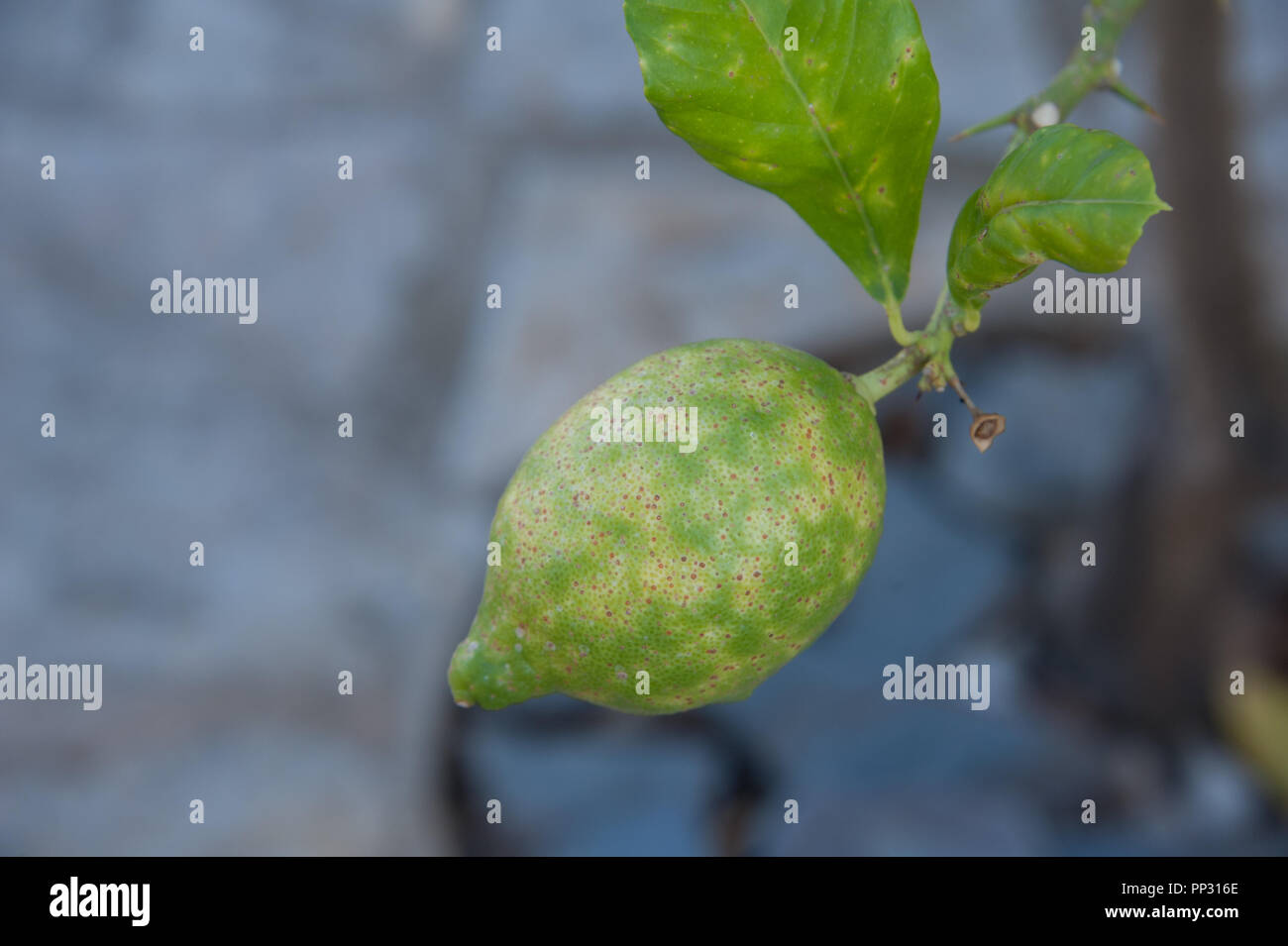Lemon tree disease hires stock photography and images Alamy