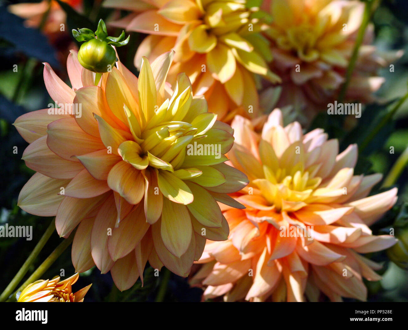 candlelight dahlia variety of chrysanthemum, one flower in close-up, orange bright petals smoothly turning into the golden core of the plant, a sunny Stock Photo
